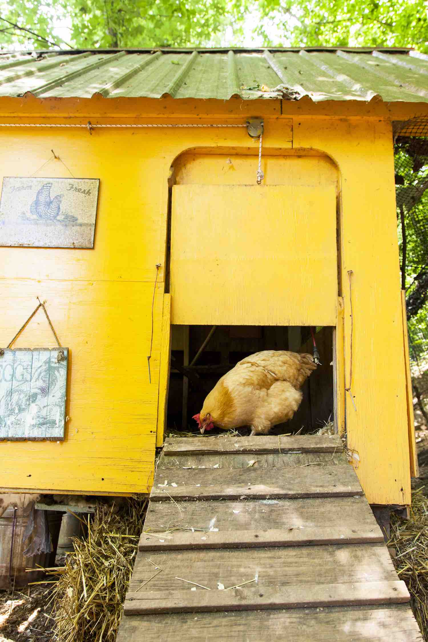 Chickens In the City 2 Edible Asheville