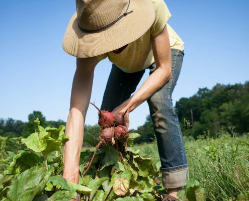 Anne Grier harvesting beets at Gaining Ground Farm in Leicester, North Carolina.