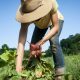 Anne Grier harvesting beets at Gaining Ground Farm in Leicester, North Carolina.