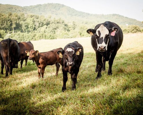 Cows at Hickory Nut Gap Farm in Fairview, North Carolina