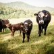 Cows at Hickory Nut Gap Farm in Fairview, North Carolina