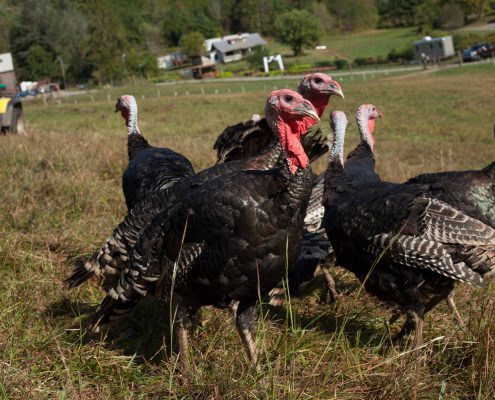 Turkeys at Franny's Farm in Leicester, North Carolina