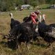 Turkeys at Franny's Farm in Leicester, North Carolina