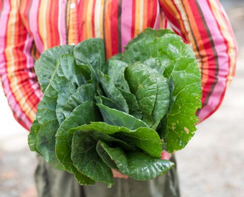 Collard greens from Flying Cloud Farm