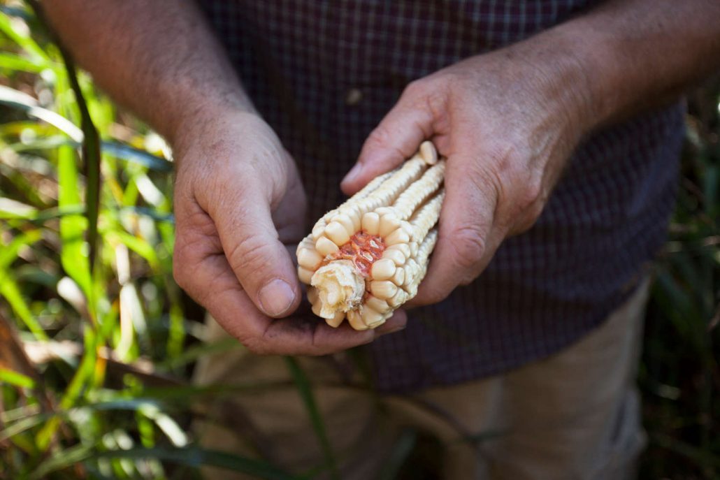 Corn from John McEntire's farm in Old Fort, North Carolina