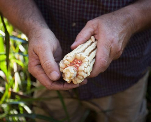 Corn from John McEntire's farm in Old Fort, North Carolina