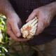 Corn from John McEntire's farm in Old Fort, North Carolina