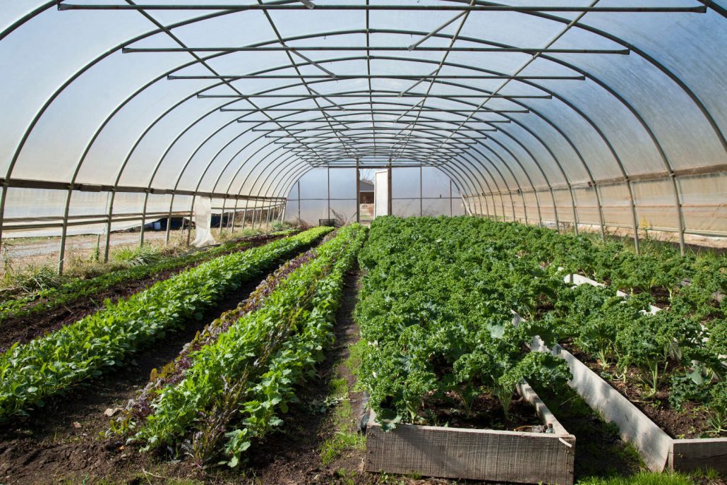 The hoop house at Ivy Creek Farm in Barnardsville, North Carolina