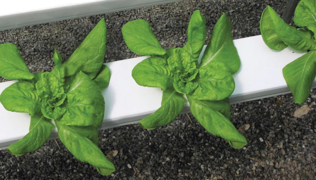 Hydroponic lettuce at Shelton Family Farm