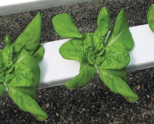 Hydroponic lettuce at Shelton Family Farm