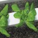 Hydroponic lettuce at Shelton Family Farm