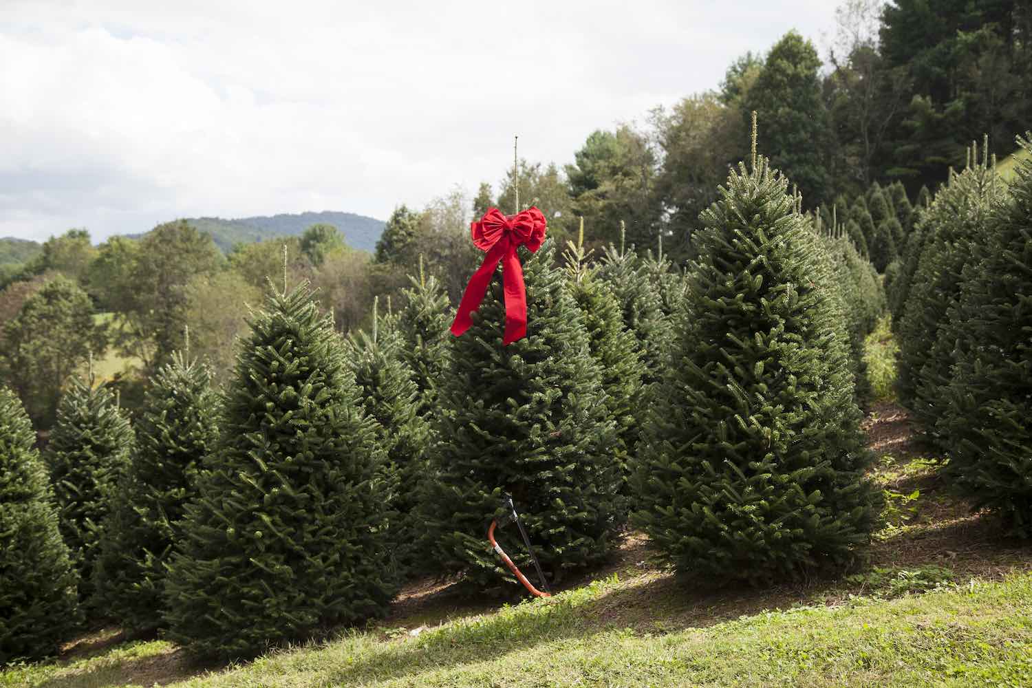 Into The Wild Holiday 2017 Edible Asheville