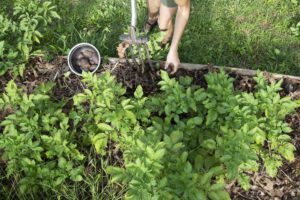 The Home Gardener | Spring 2021 | Edible Asheville