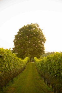 Marked Tree 4